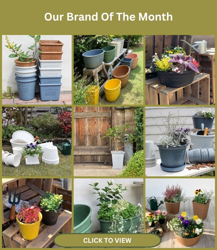 Brand Of The Month Red