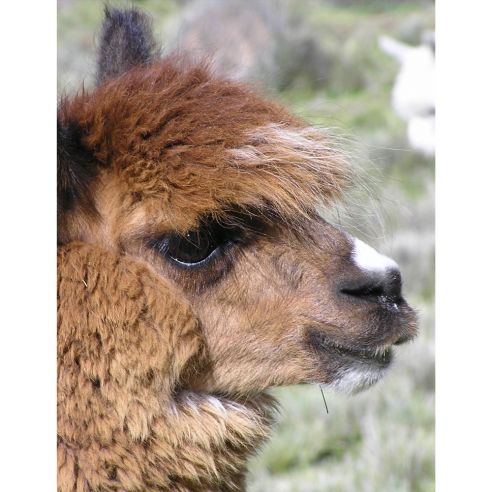Elvang Denmark Manhattan Cushion Cover 40x60cm In Natural Alpaca Sheep Wool homeArama
