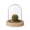 Ideas4Seasons Dome Bell Jar With Wooden Base Diameter 10cm Ht10cm - ID29421